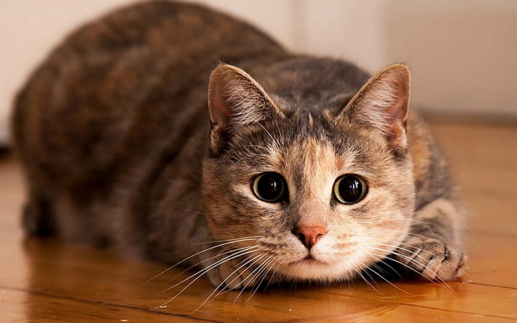 Особенности психики кошек: простые приемы, которые позволят воспитать послушного питомца