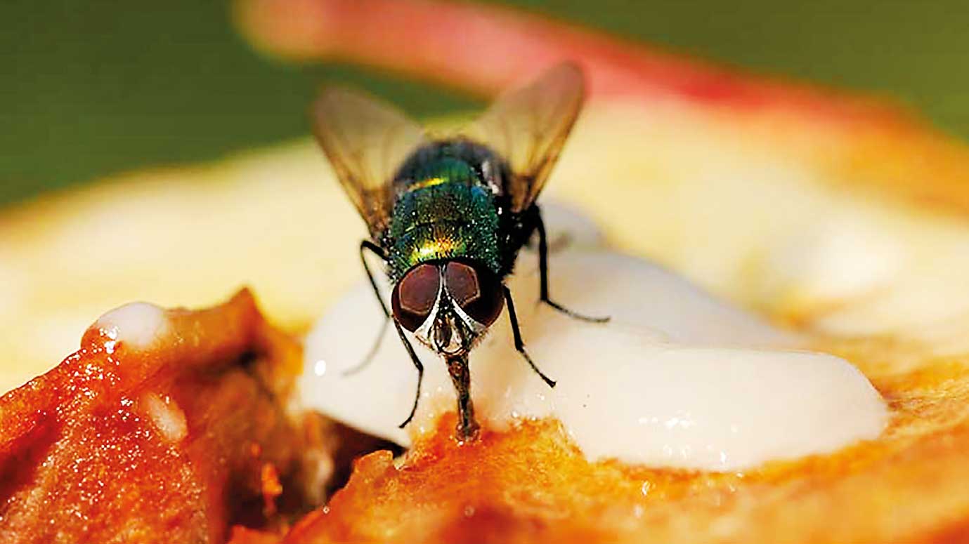 Картинка муха на варенье