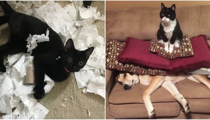 «Я ни в чем не виноват»: 16 фото кошек, которые любят шкодить