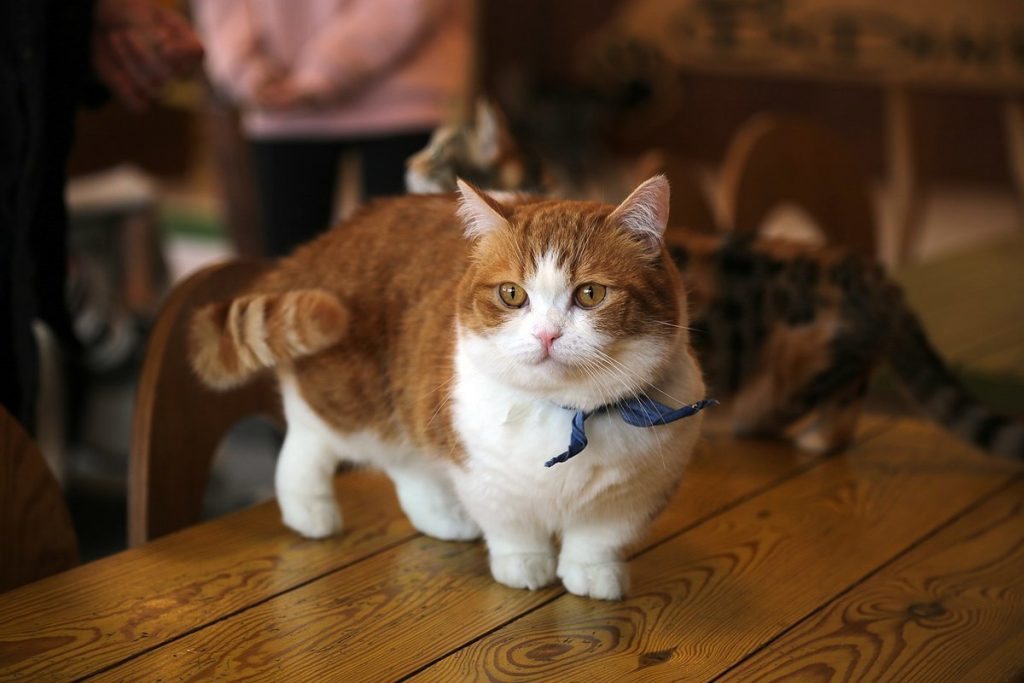 До старости – котенок: самые маленькие породы кошек