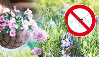 Благодаря аромату: растения, которые отпугивают своим запахом комаров и других насекомых
