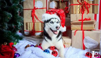 «О, боже, сколько мячиков!» Что думает ваша собака, радостно рассматривая новогоднюю елку